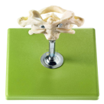First & second cervical vertebrae (atlas & axis) model